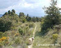 La garrigue