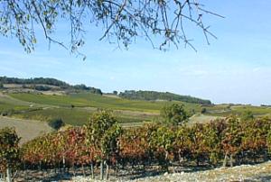 Vignes autour d'Alaigne